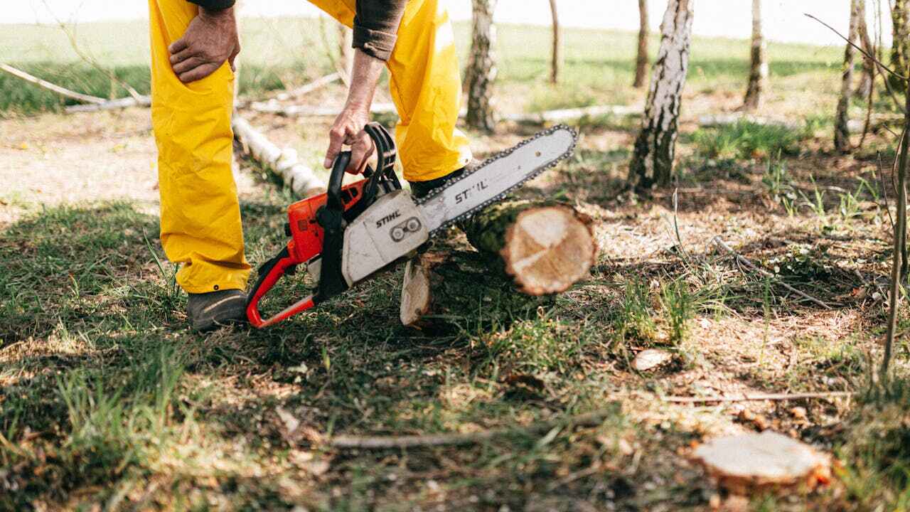 Best Tree Pruning Services  in Dacula, GA